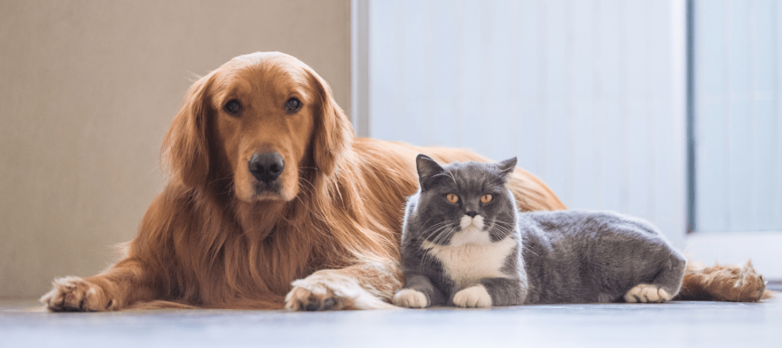 Custodia de mascotas en separaciones y divorcios
