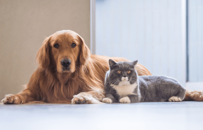 Custodia de mascotas en separaciones y divorcios