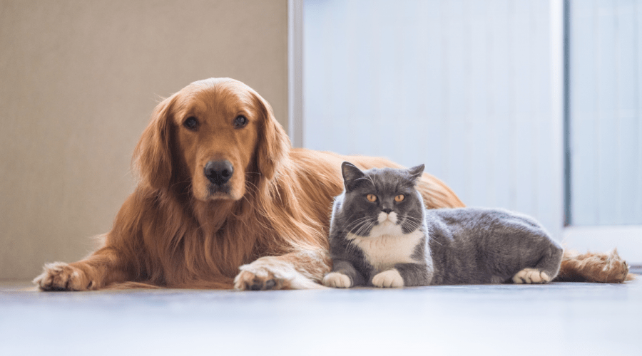 Custodia de mascotas en separaciones y divorcios