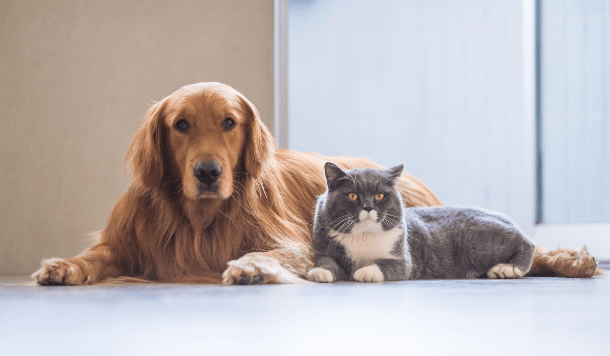Custodia de mascotas en separaciones y divorcios