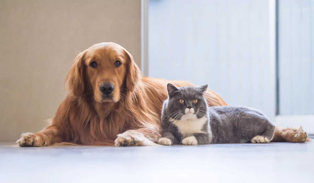 Custodia de mascotas en separaciones y divorcios